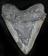 Massive Megalodon Tooth - Serrated #28022-2
